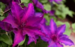 Fleuri Clematis - 1 Gallon Pot -Flowers World Shop clematis fleuri 19