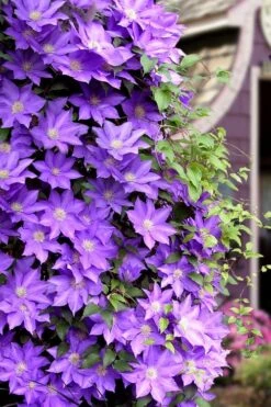General Sikorski Clematis - 1 Gallon Pot 15 General Sikorski Clematis - 1 Gallon Pot -Flowers World Shop clematis general sikorski 11