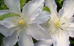 Gillian Blades Clematis - 1 Gallon Pot -Flowers World Shop clematis gillian blades 4