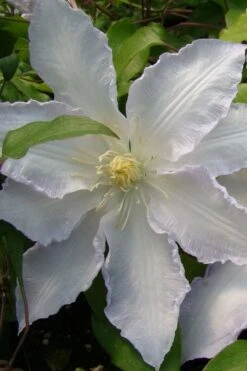 Gillian Blades Clematis - 1 Gallon Pot -Flowers World Shop clematis gillian blades 5