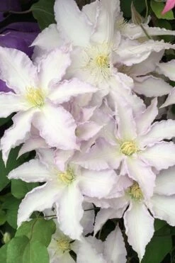 Gillian Blades Clematis - 1 Gallon Pot -Flowers World Shop clematis gillian blades 500x750 1