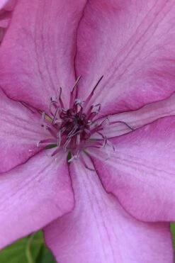 Giselle Clematis - 1 Gallon Pot -Flowers World Shop clematis giselle 10