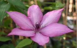 Giselle Clematis - 1 Gallon Pot -Flowers World Shop clematis giselle 11