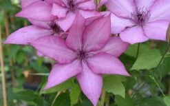 Giselle Clematis - 1 Gallon Pot -Flowers World Shop clematis giselle 12