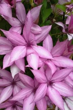 Giselle Clematis - 1 Gallon Pot -Flowers World Shop clematis giselle 13