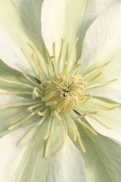 Guernsey Cream Clematis - 1 Gallon Pot -Flowers World Shop clematis guernsey cream 1