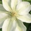 Guernsey Cream Clematis - 1 Gallon Pot