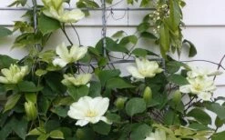 Guernsey Cream Clematis - 1 Gallon Pot -Flowers World Shop clematis guernsey cream 4