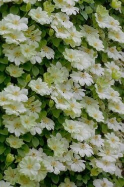 Guernsey Cream Clematis - 1 Gallon Pot -Flowers World Shop clematis guernsey cream 5