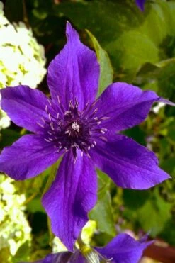 Guiding Promise Clematis - 1 Gallon Pot -Flowers World Shop clematis guiding promise 1