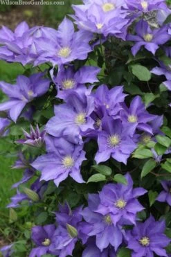 H. F. Young Clematis - 1 Gallon Pot -Flowers World Shop clematis h f young 13