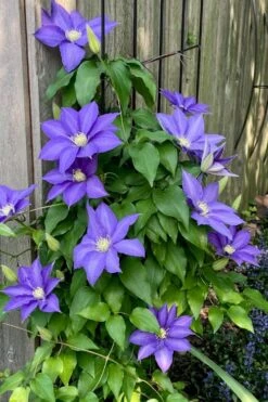 H. F. Young Clematis - 3 Gallon Pot -Flowers World Shop clematis h f young 5 1