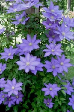 H. F. Young Clematis - 1 Gallon Pot -Flowers World Shop clematis h f young 9