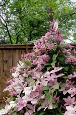 Hagley Hybrid Clematis - 1 Gallon Pot 16 Hagley Hybrid Clematis - 1 Gallon Pot -Flowers World Shop clematis hagley hybrid 12