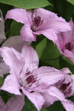 Hagley Hybrid Clematis - 1 Gallon Pot 18 Hagley Hybrid Clematis - 1 Gallon Pot -Flowers World Shop clematis hagley hybrid 14