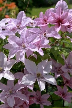 Hagley Hybrid Clematis - 1 Gallon Pot 20 Hagley Hybrid Clematis - 1 Gallon Pot -Flowers World Shop clematis hagley hybrid 18