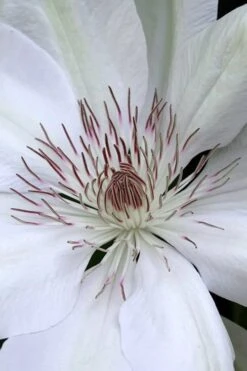 Henryi Clematis - 1 Gallon Pot -Flowers World Shop clematis henryi 1