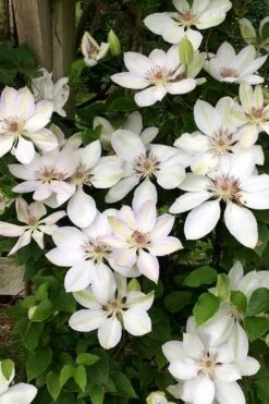 Henryi Clematis - 1 Gallon Pot -Flowers World Shop clematis henryi 2