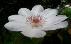 Henryi Clematis - 1 Gallon Pot -Flowers World Shop clematis henryi 4