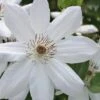 Henryi Clematis - 1 Gallon Pot -Flowers World Shop clematis henryi 5