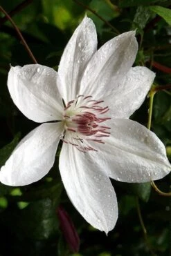 Henryi Clematis - 1 Gallon Pot -Flowers World Shop clematis henryi 6