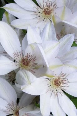 Henryi Clematis - 1 Gallon Pot -Flowers World Shop clematis henryi 7