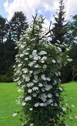 Huldine Clematis - 1 Gallon Pot 17 Huldine Clematis - 1 Gallon Pot -Flowers World Shop clematis huldine 1