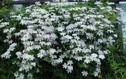 Huldine Clematis - 1 Gallon Pot 15 Huldine Clematis - 1 Gallon Pot -Flowers World Shop clematis huldine 11