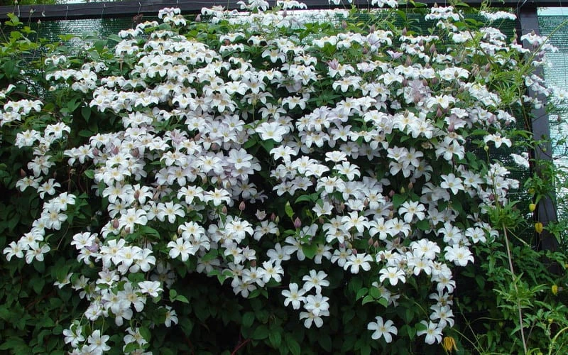Huldine Clematis - 1 Gallon Pot 7 Huldine Clematis - 1 Gallon Pot - Image 5