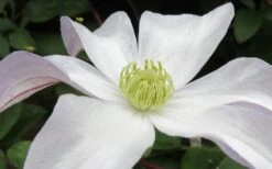Huldine Clematis - 1 Gallon Pot 16 Huldine Clematis - 1 Gallon Pot -Flowers World Shop clematis huldine 3