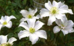 Huldine Clematis - 1 Gallon Pot 18 Huldine Clematis - 1 Gallon Pot -Flowers World Shop clematis huldine 6