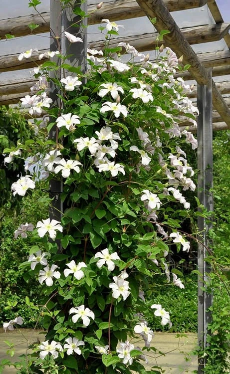 Huldine Clematis - 1 Gallon Pot 11 Huldine Clematis - 1 Gallon Pot - Image 9