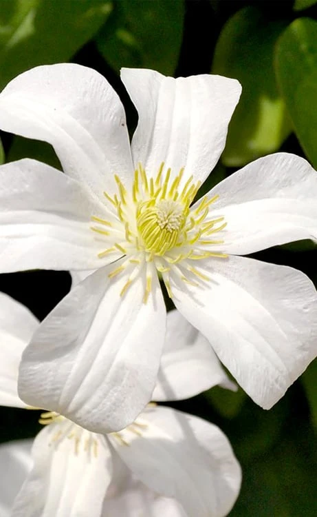 Huldine Clematis - 1 Gallon Pot 3 Huldine Clematis - 1 Gallon Pot