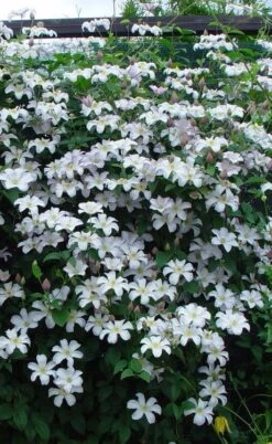 Huldine Clematis - 1 Gallon Pot 14 Huldine Clematis - 1 Gallon Pot -Flowers World Shop clematis huldine 9