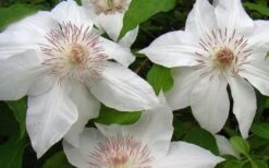 Hyde Hall Clematis - 1 Gallon Pot -Flowers World Shop clematis hyde hall 1