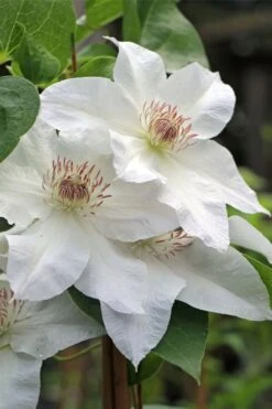 Hyde Hall Clematis - 1 Gallon Pot -Flowers World Shop clematis hyde hall 4