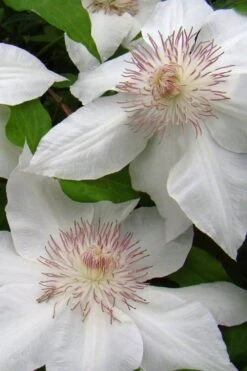 Hyde Hall Clematis - 1 Gallon Pot -Flowers World Shop clematis hyde hall 5