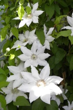 Hyde Hall Clematis - 1 Gallon Pot -Flowers World Shop clematis hyde hall 6