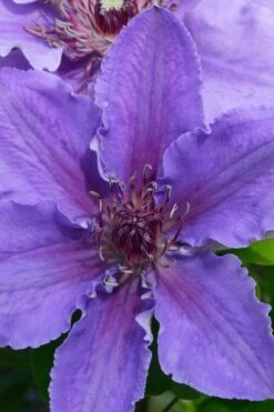 Ines Clematis - 1 Gallon Pot -Flowers World Shop clematis ines 1