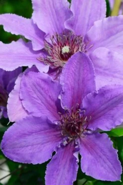 Ines Clematis - 1 Gallon Pot -Flowers World Shop clematis ines 3