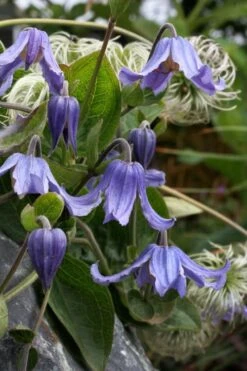 Clematis Integrifolia (Solitary Bush Clematis) - 1 Gallon Pot -Flowers World Shop clematis integrifolia soiltary bush clematis 3