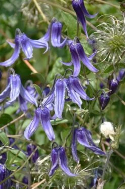 Clematis Integrifolia (Solitary Bush Clematis) - 1 Gallon Pot -Flowers World Shop clematis integrifolia soiltary bush clematis 4