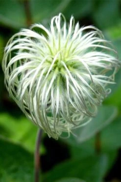 Clematis Integrifolia (Solitary Bush Clematis) - 1 Gallon Pot -Flowers World Shop clematis integrifolia soiltary bush clematis 6