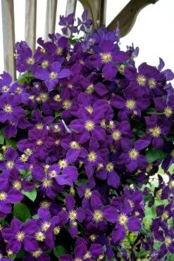 Jakmanii Purple Clematis - 1 Gallon Pot -Flowers World Shop clematis jackmanii 5
