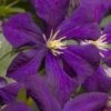 Jakmanii Purple Clematis - 1 Gallon Pot -Flowers World Shop clematis jackmanii 7
