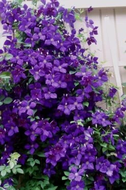 Jakmanii Purple Clematis - 1 Gallon Pot -Flowers World Shop clematis jackmanii 9