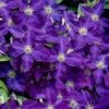 Jackmanii Superba Clematis - 1 Gallon Pot -Flowers World Shop clematis jackmanii superba 1