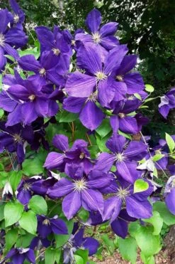 Jackmanii Superba Clematis - 1 Gallon Pot -Flowers World Shop clematis jackmanii superba 3