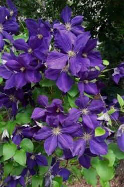 Jackmanii Superba Clematis - 1 Gallon Pot -Flowers World Shop clematis jackmanii superba 4