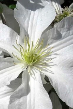 John Huxtable Clematis - 1 Gallon Pot -Flowers World Shop clematis john huxtable 1